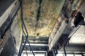 Best Basement Mold Removal  in Tehachapi, CA